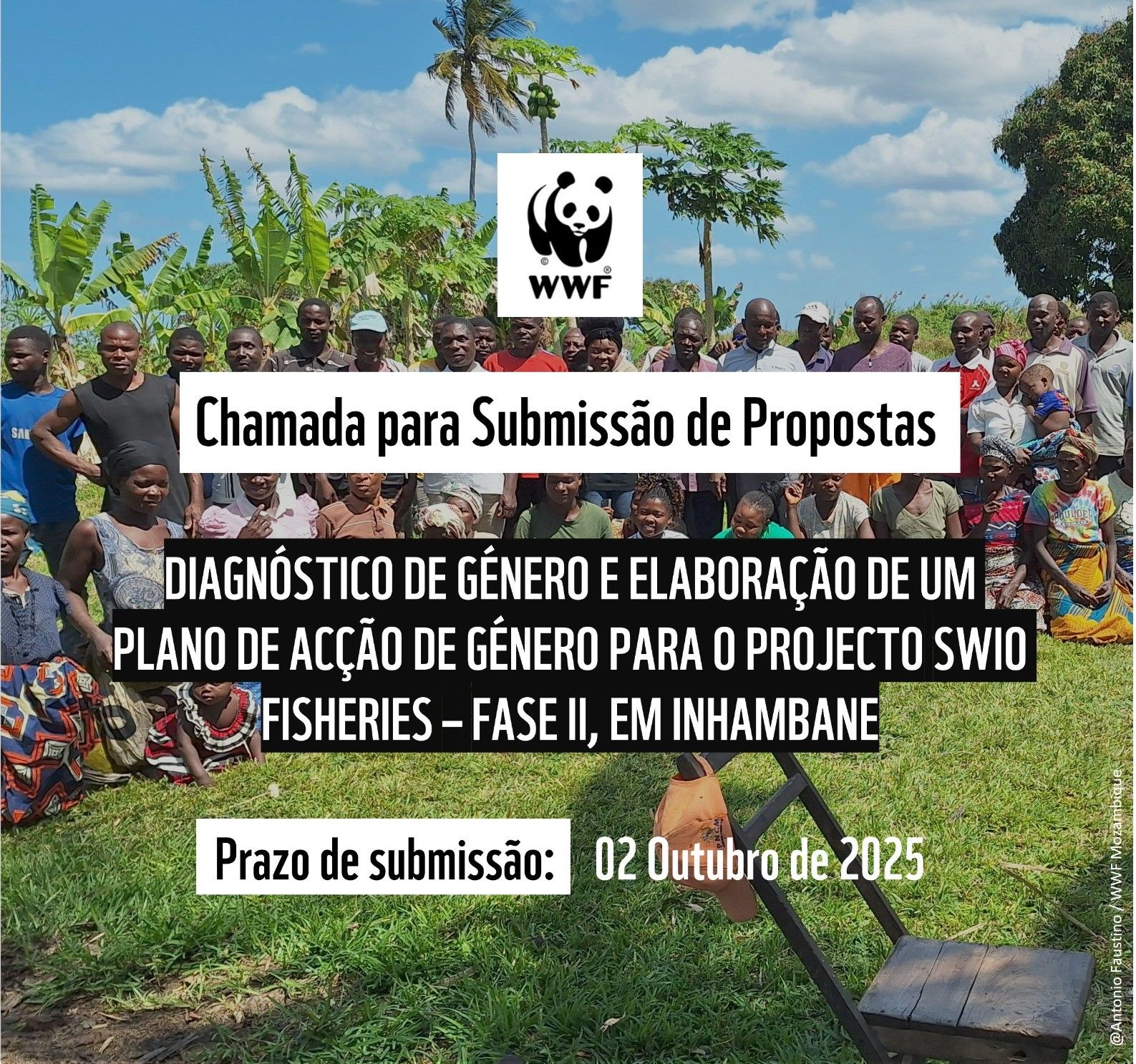 WWF está à procura de consultores Qualificados